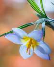 USA- Washington State- Seabeck. Crocus blossom in spring. Art Print
